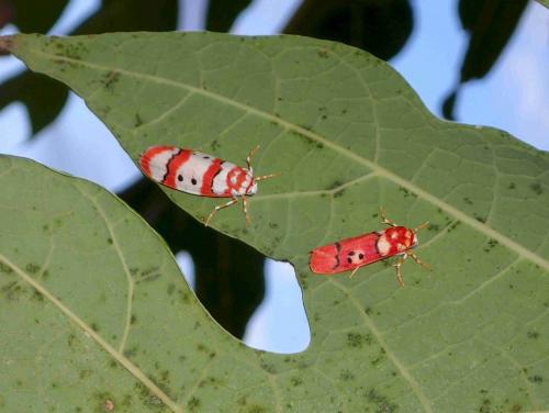 Cyana coccinea